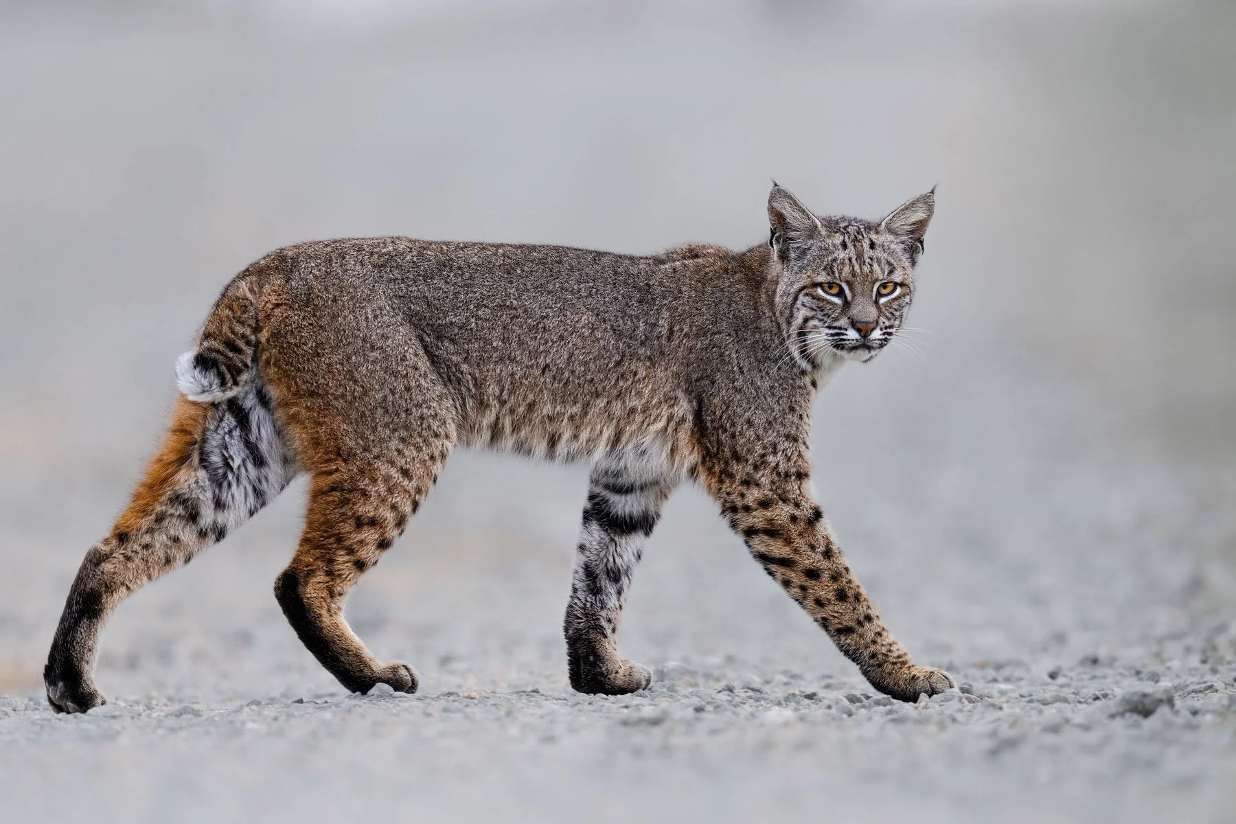 Bobcat (Lynx rufus), USA