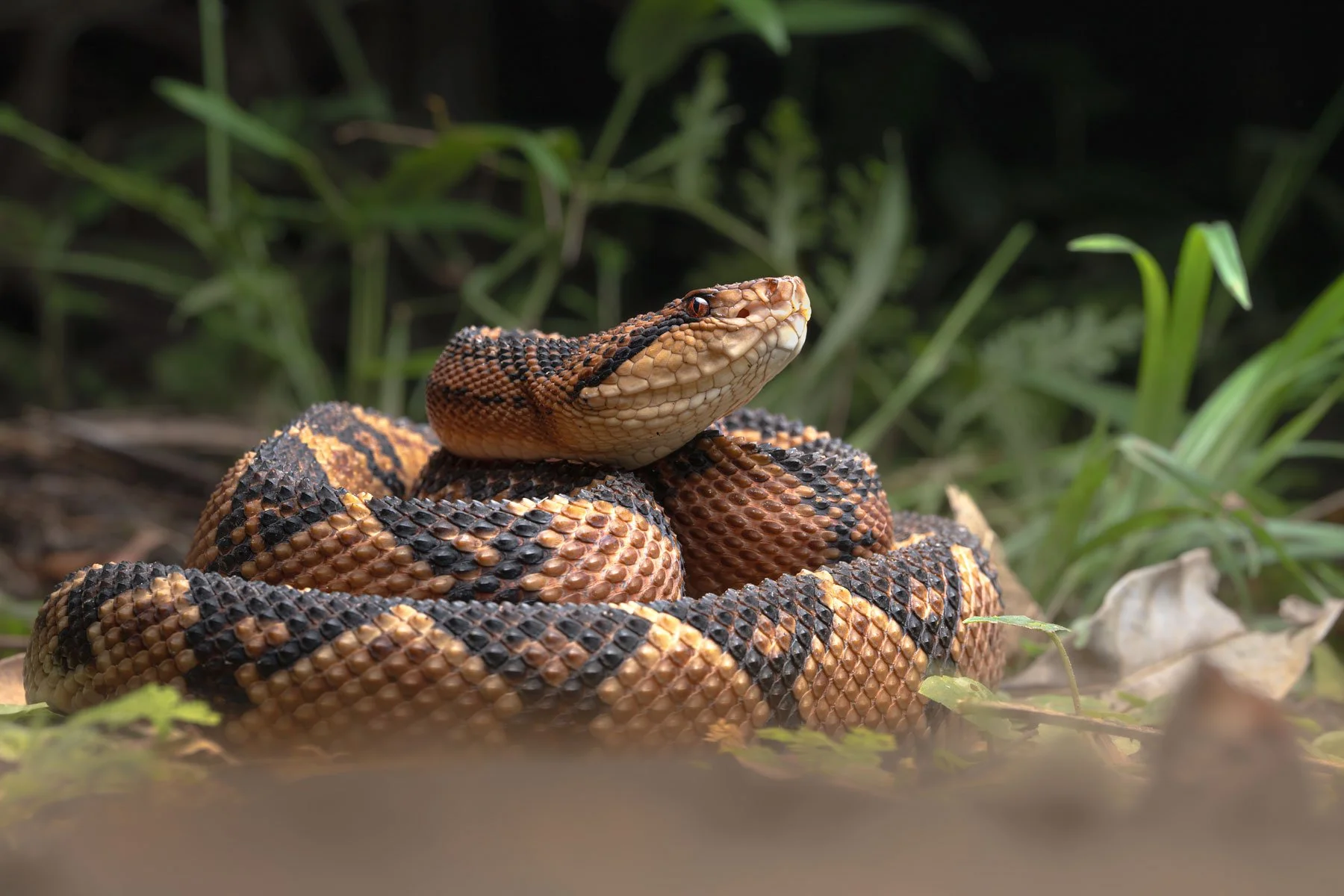South American bushmaster (Laches muta), Peru