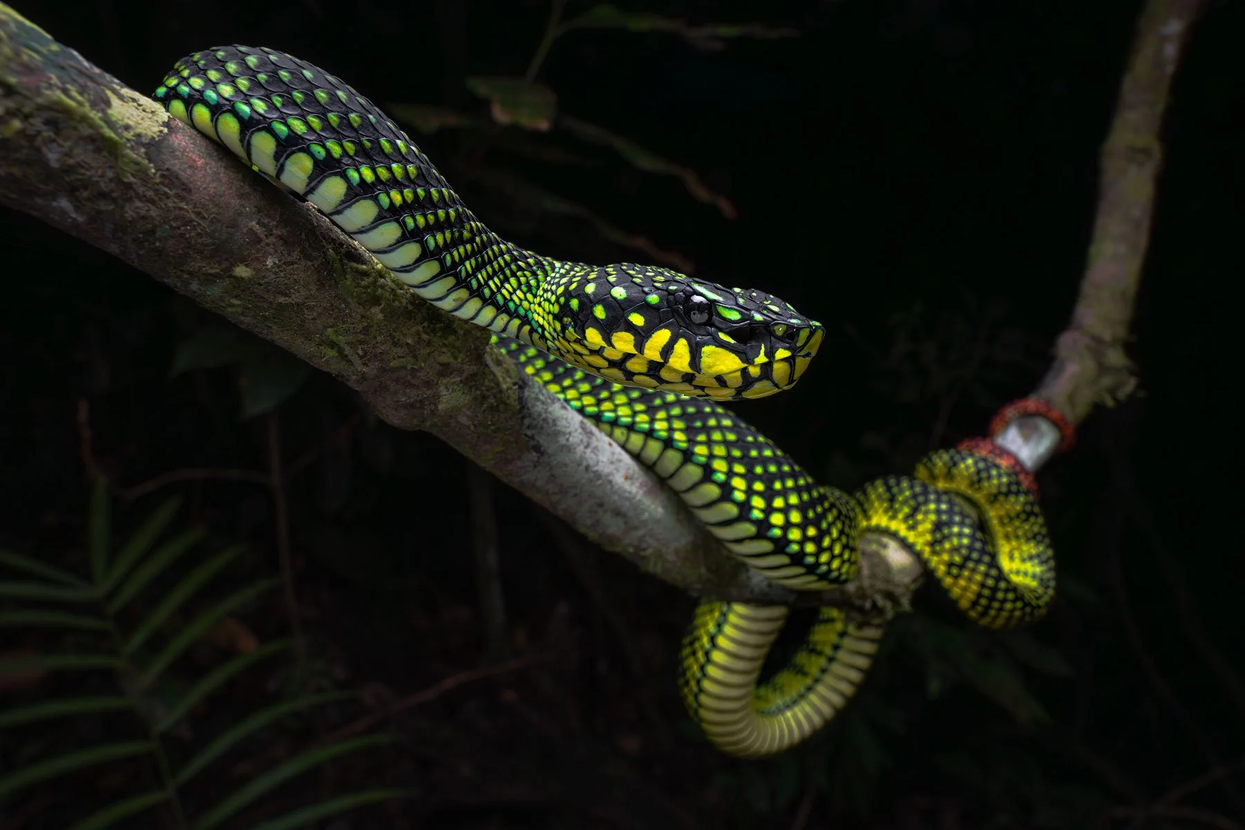 Malcom's pit viper (Trimeresurus malcomi), Borneo