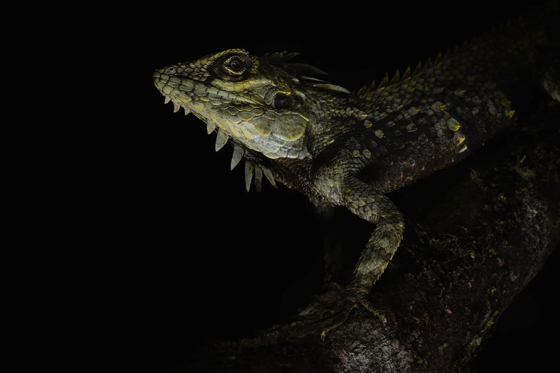 Kinabalu crested dragon (Hypsicalotes kinabaluensis), Borneo
