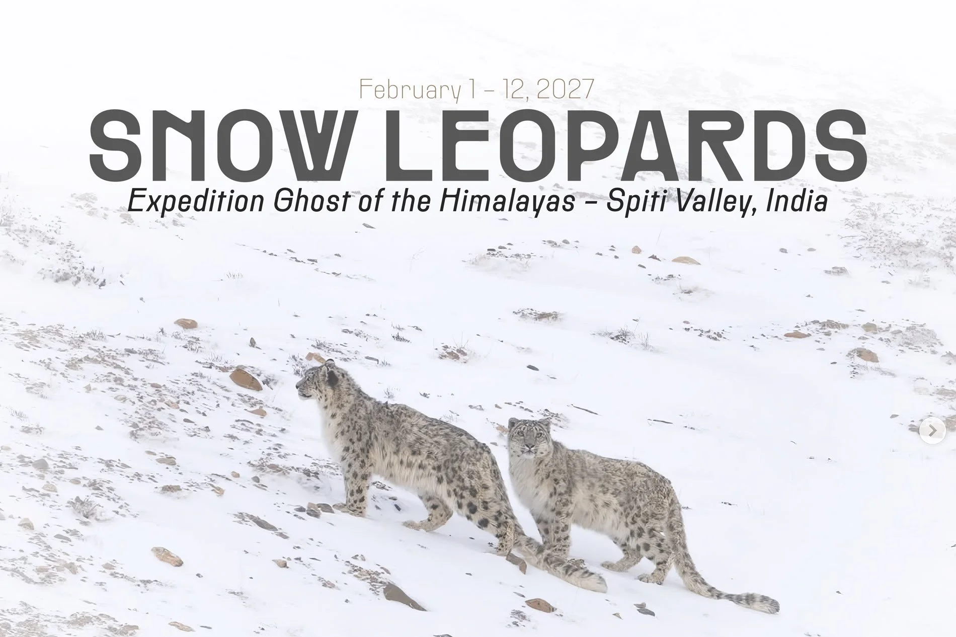 Snow Leopards of India — 2027