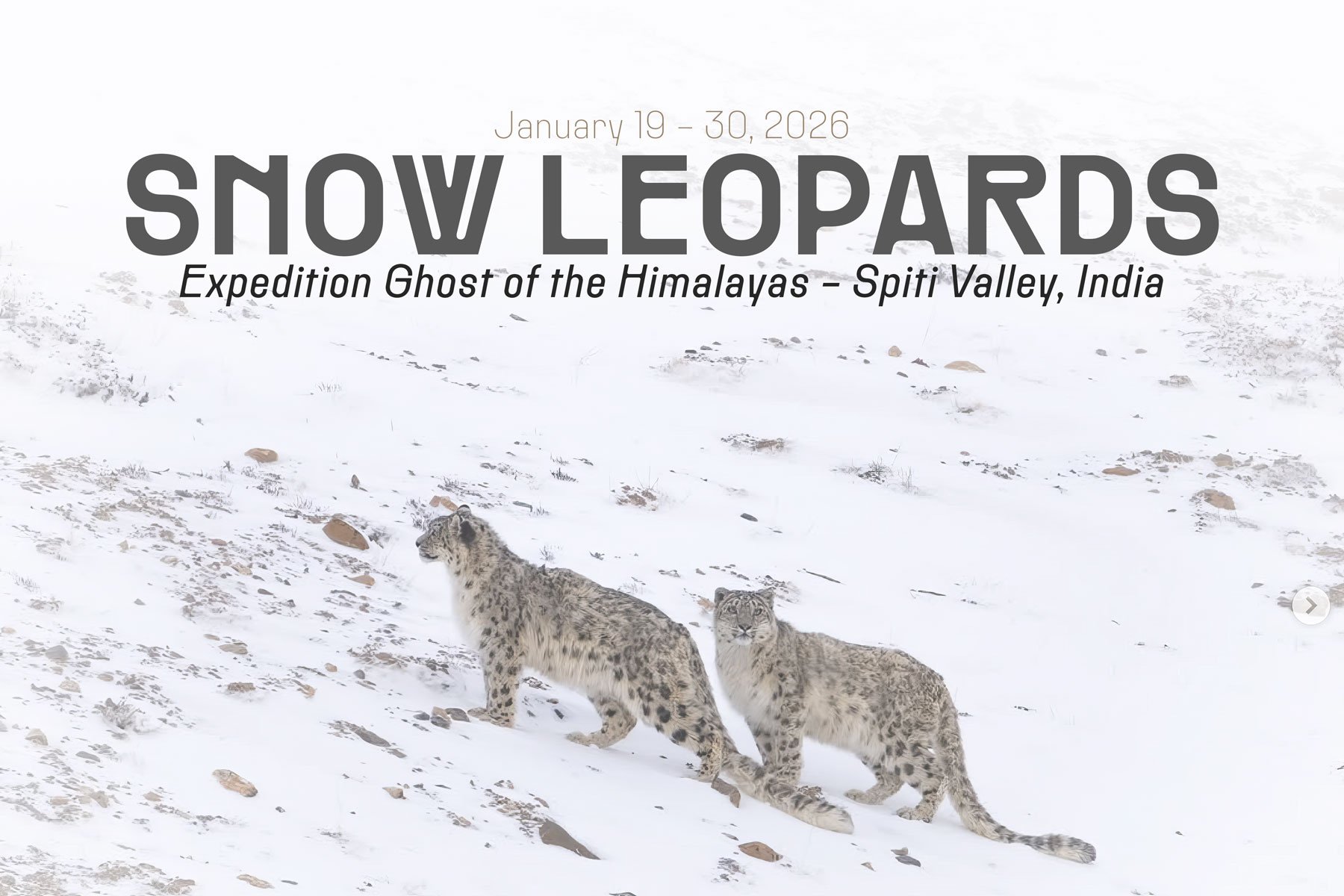 Snow Leopards of India — 2026