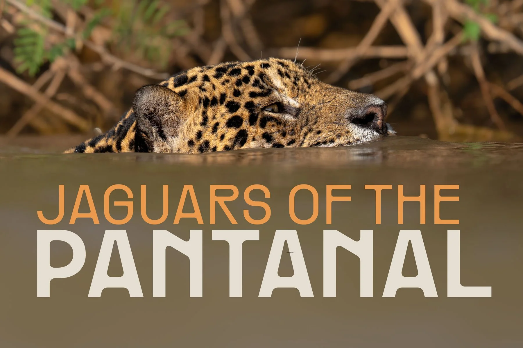 Jaguars of the Pantanal — 2026