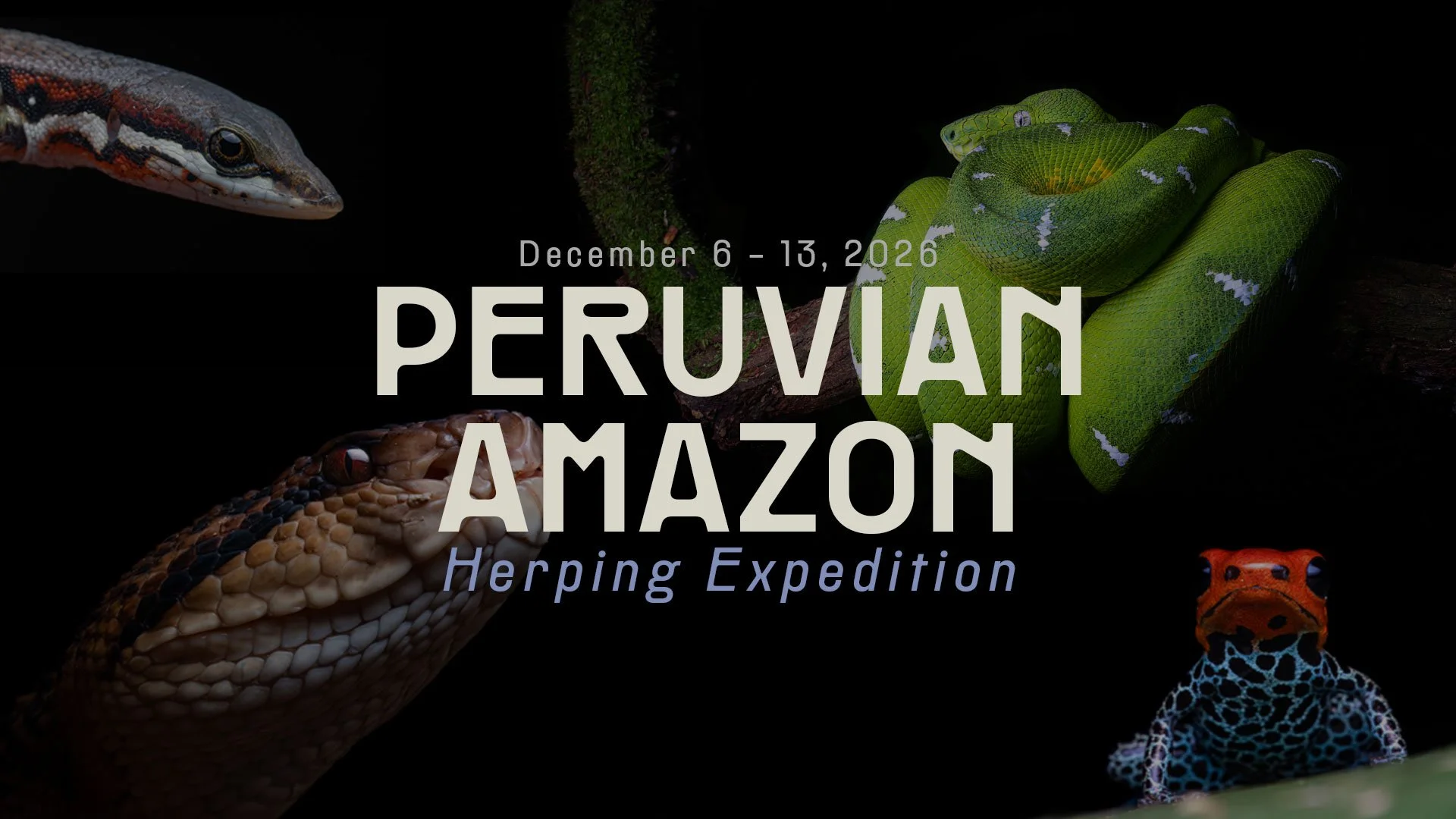 Peruvian Amazon Herping — 2026