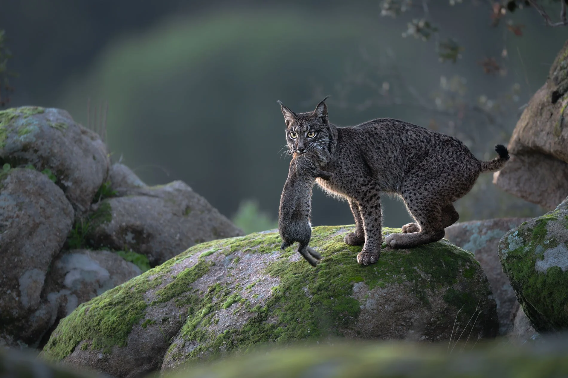 Iberian Lynx (Lynx pardinus), Spain