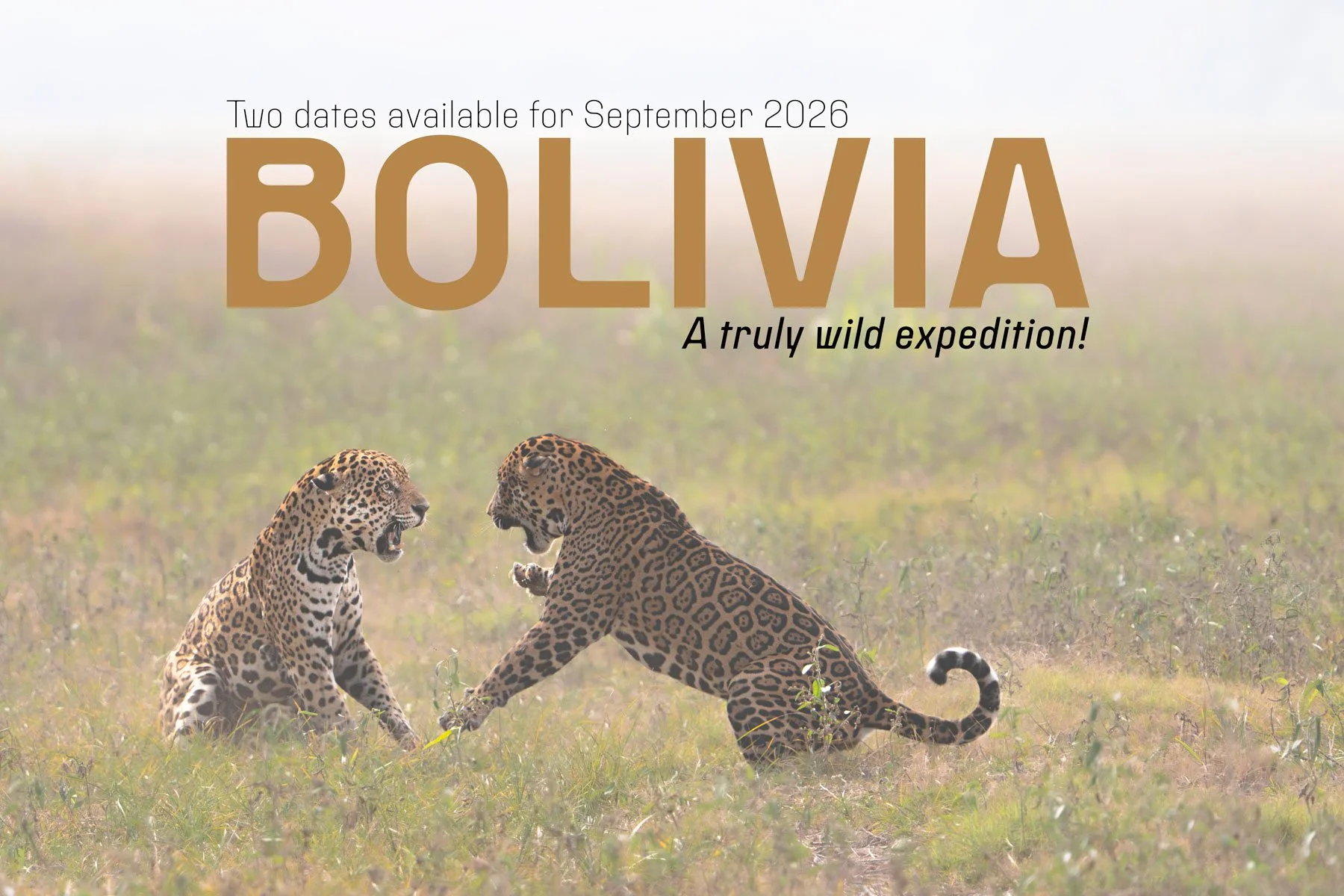 Bolivia 10 day Wildlife Expeditions — 2026