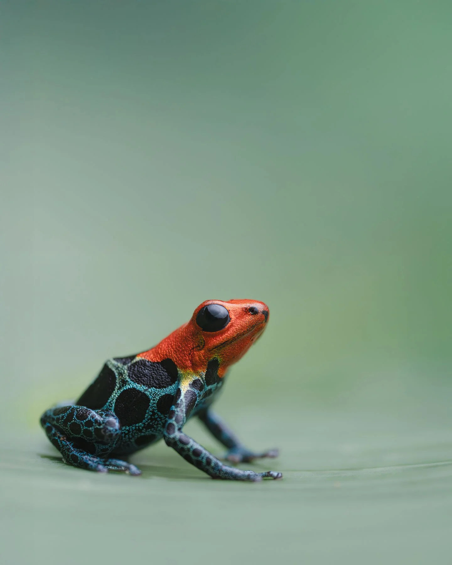 Amazon poison frog (Ranitomeya amazonica) "White Sands", Peru
