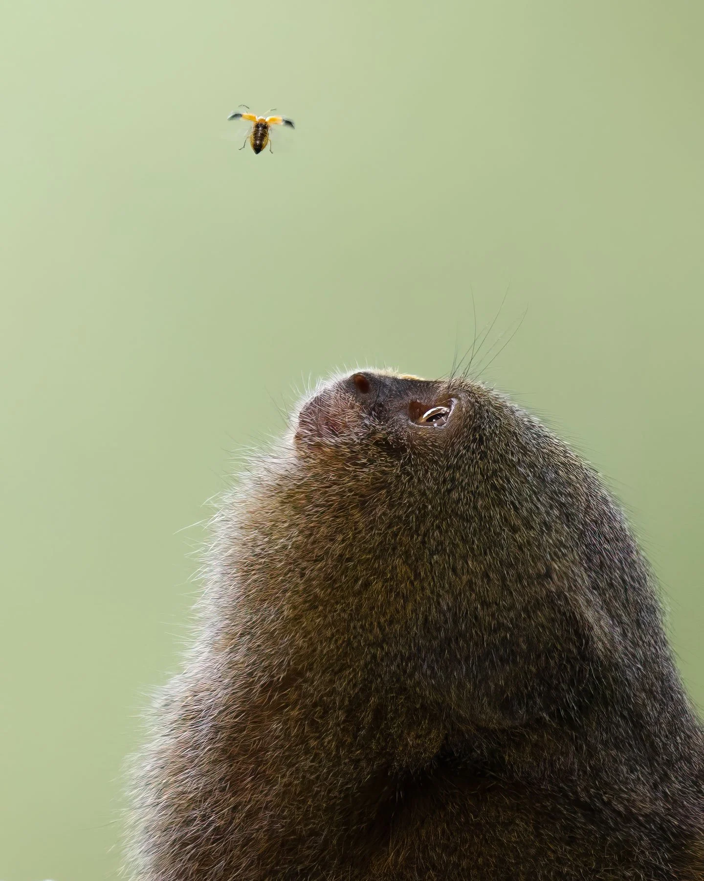Pygmy marmoset (Cebuella pygmaea), Peru