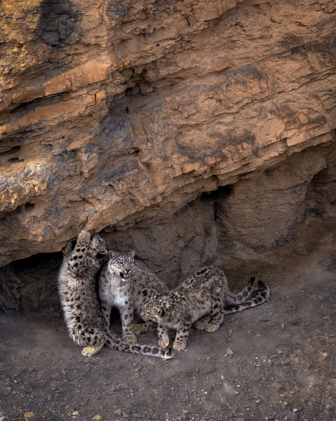 Snow Leopard (Panthera uncia), India