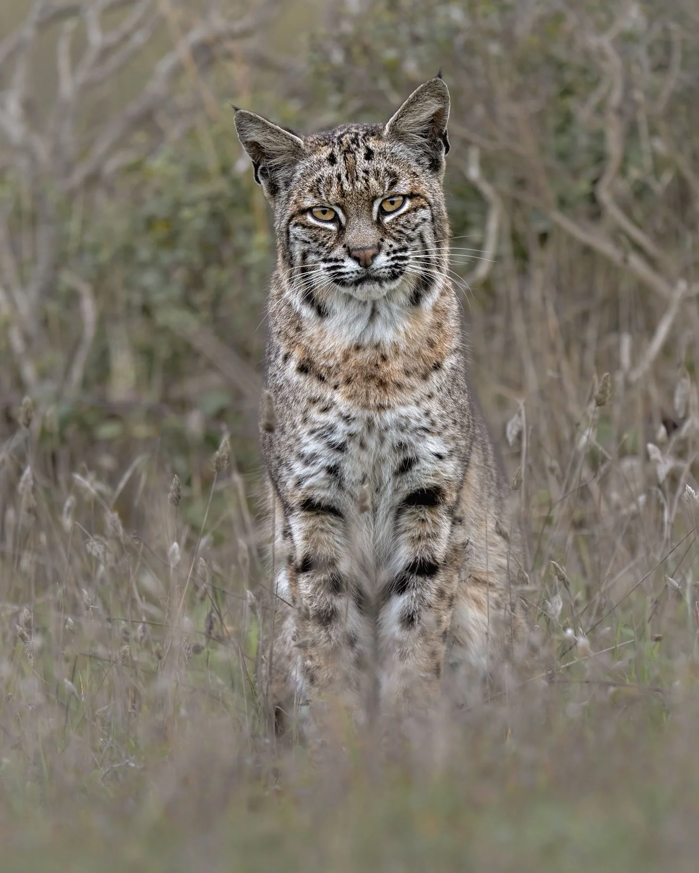 Bobcat (Lynx rufus), USA