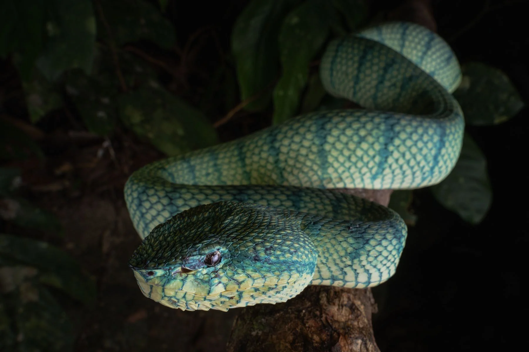 Bornean keeled pit viper (Tropidolaemus subannulatus), Borneo