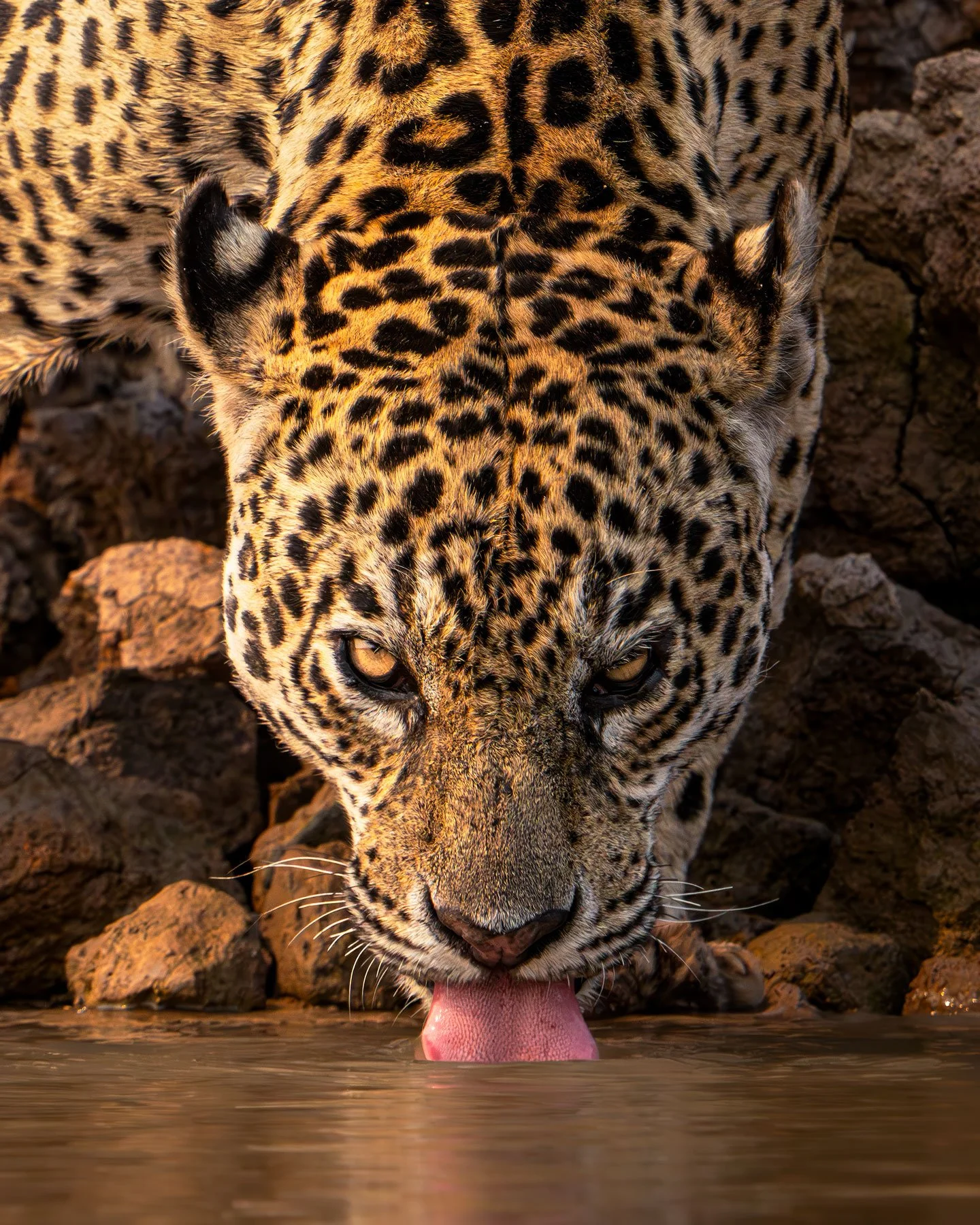 Jaguar (Panthera onca), Brazil