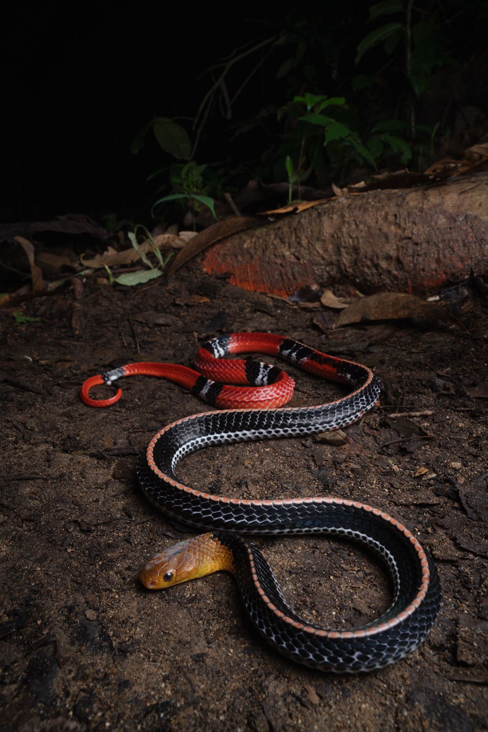 Kinabalu krait (Bungarus flaviceps baluensis), Borneo