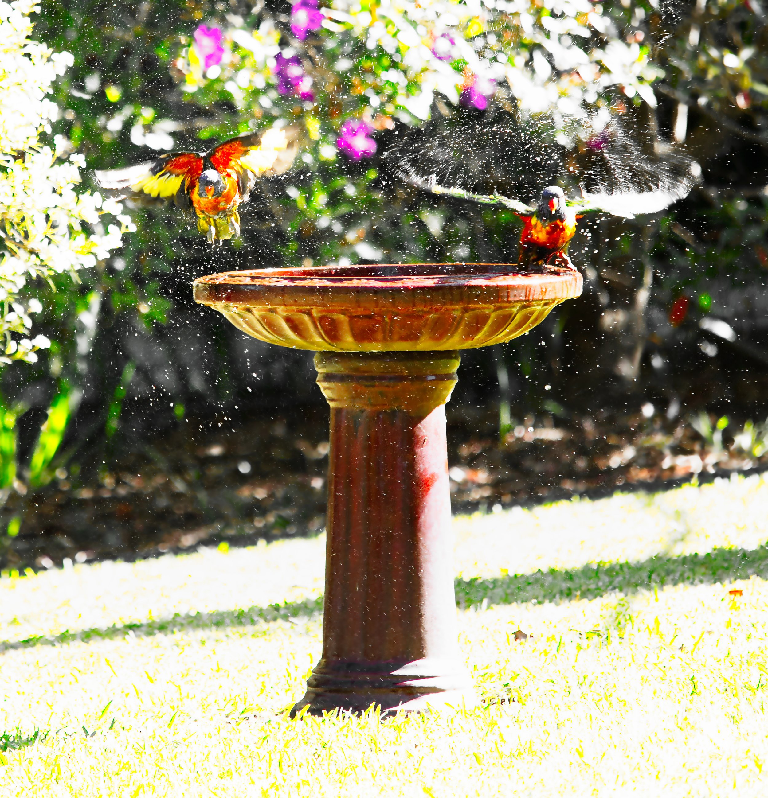 "Rainbow Wings in Flight"