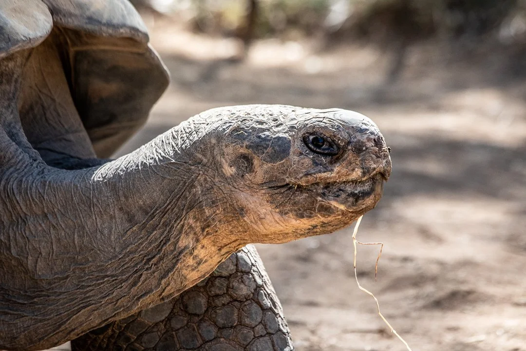 Galapagos tortoise Dubbo Zoo
