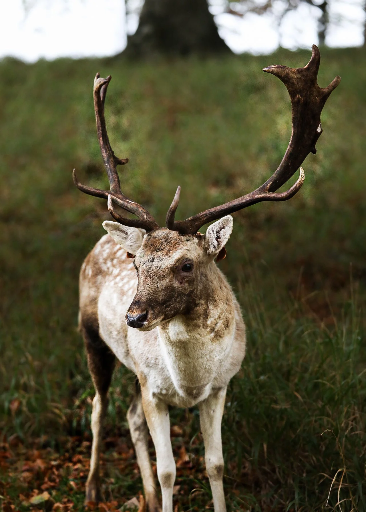 Stag