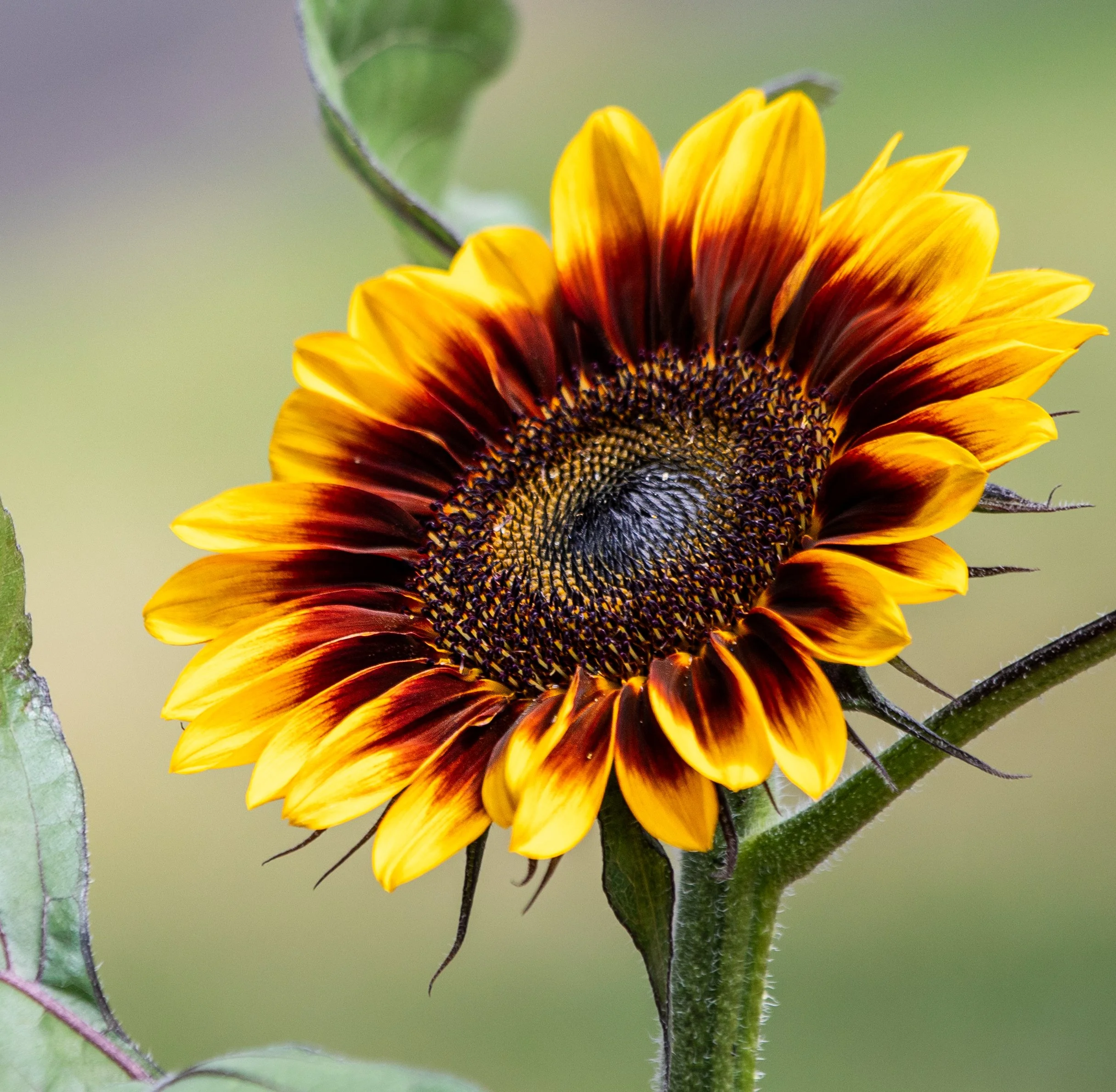 Beauty is in the eye of the beholder