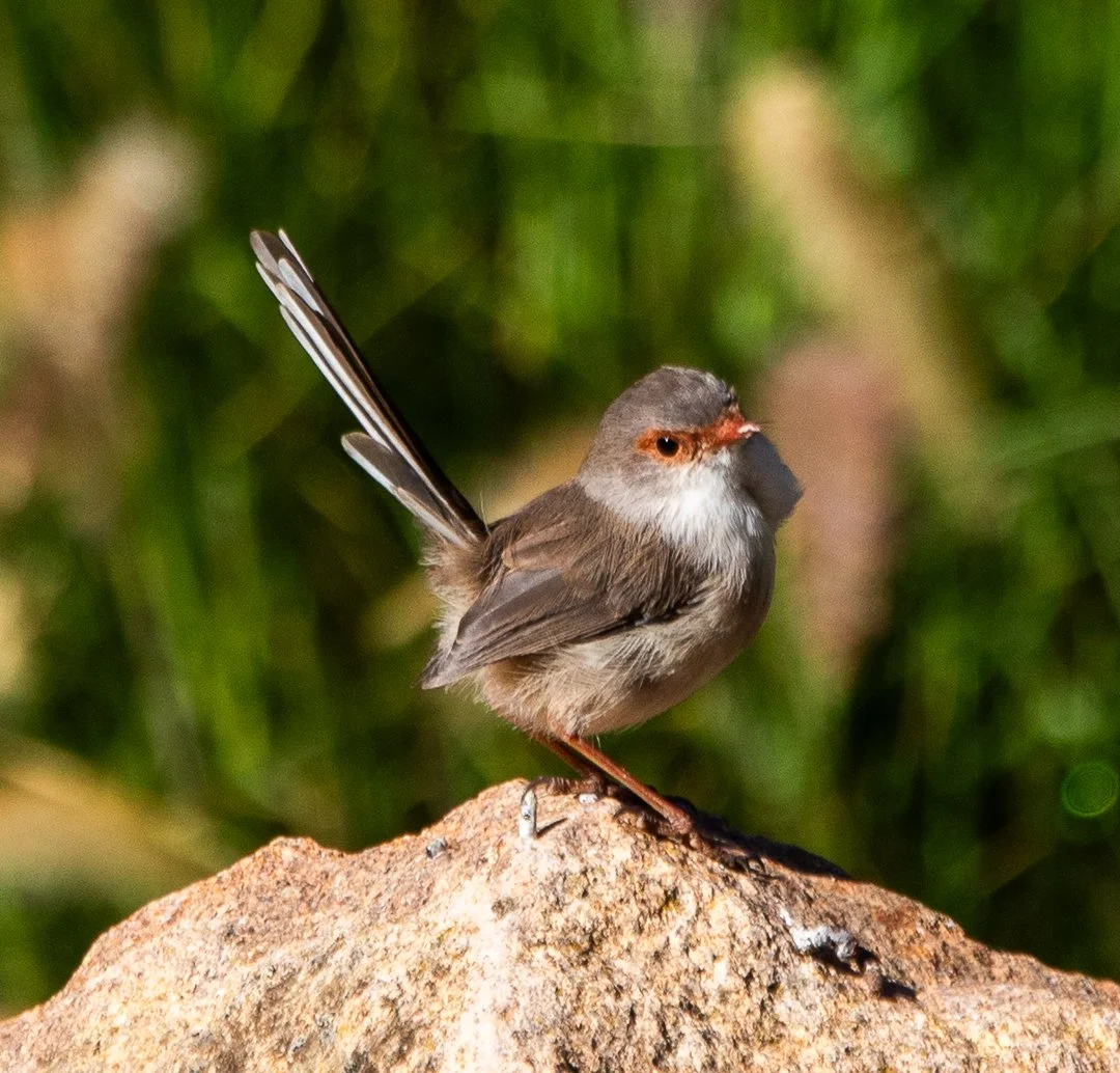 superb fairy wren on rock
