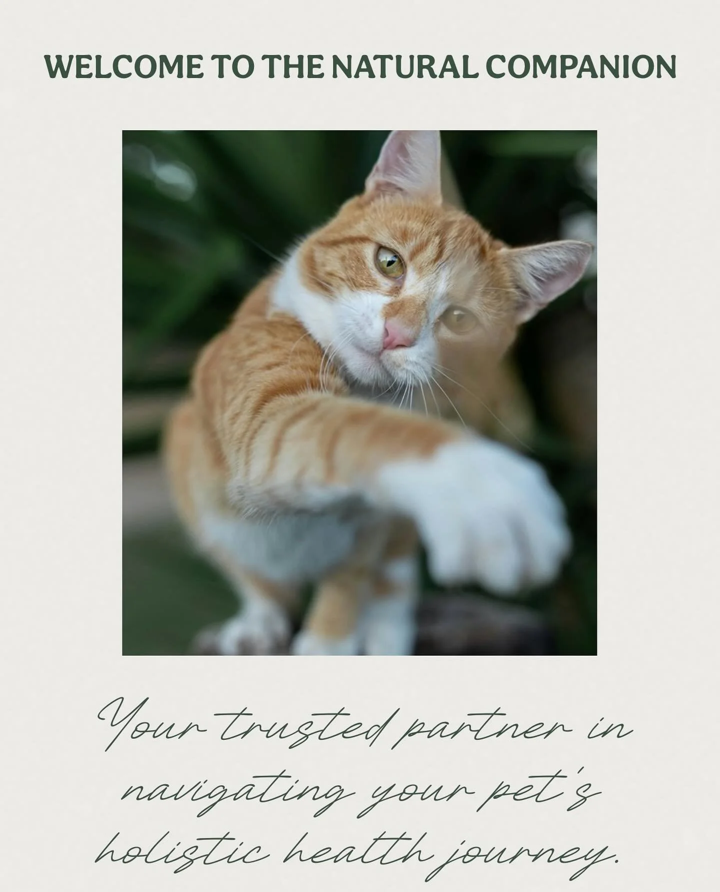 As a pet parent we always want the best for our furry companions, but when it comes to health and nutrition it can be so overwhelming. With so many diet options and so few trusted sources to lean on it’s difficult to know where to start.  I am