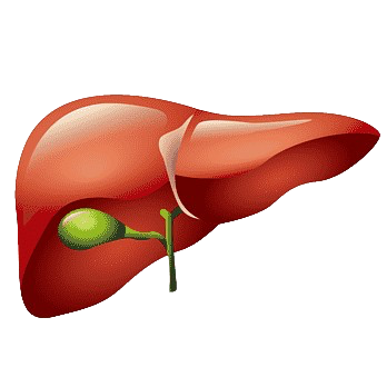 png-clipart-liver-liver-organ-thumbnail-removebg-preview.png