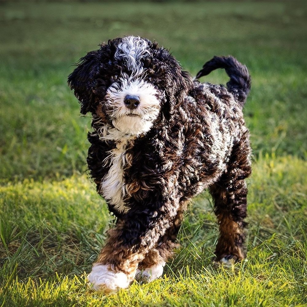 petphotograhperScottsdalre.jpg