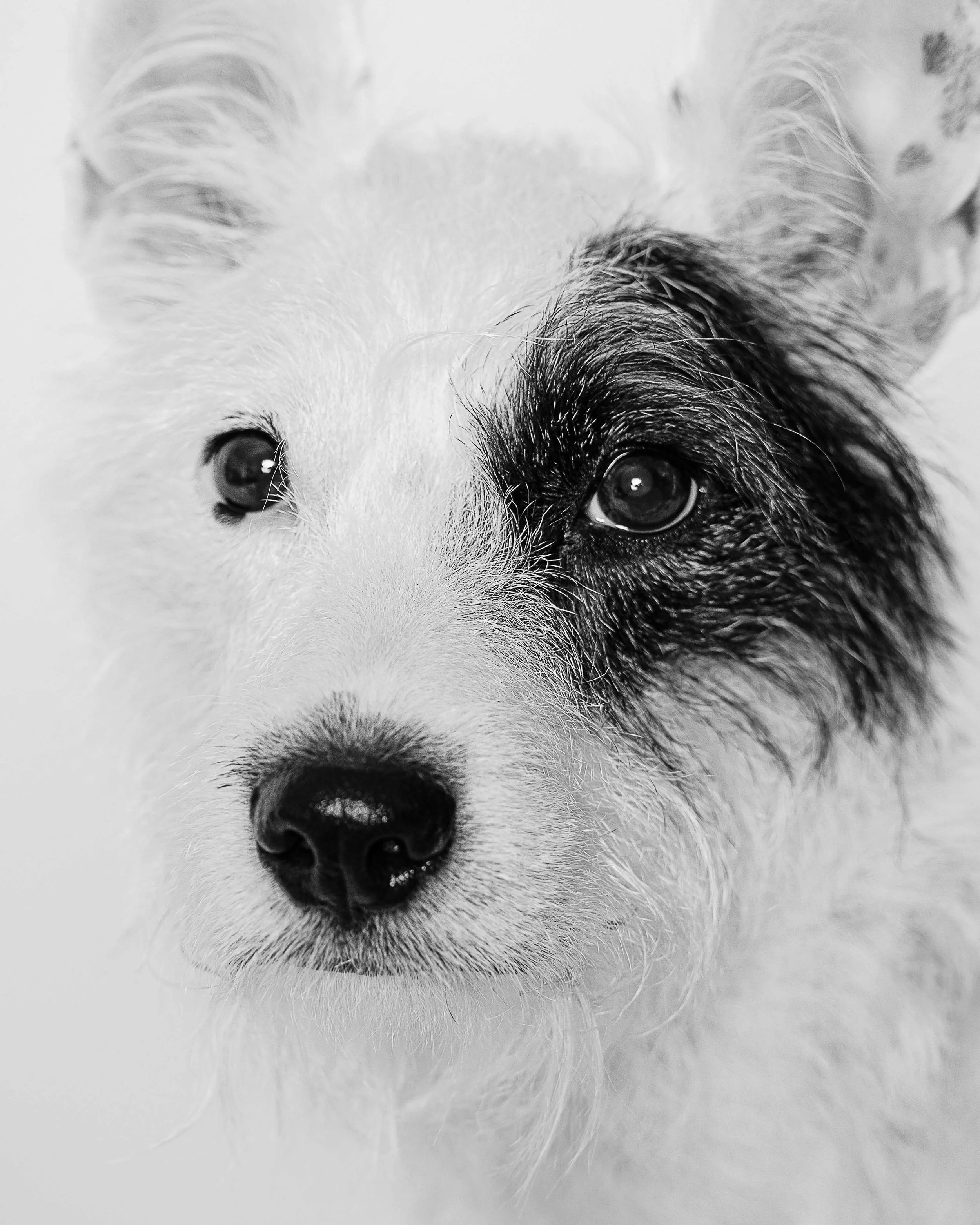 professional pet pictures portraits arizon.jpg