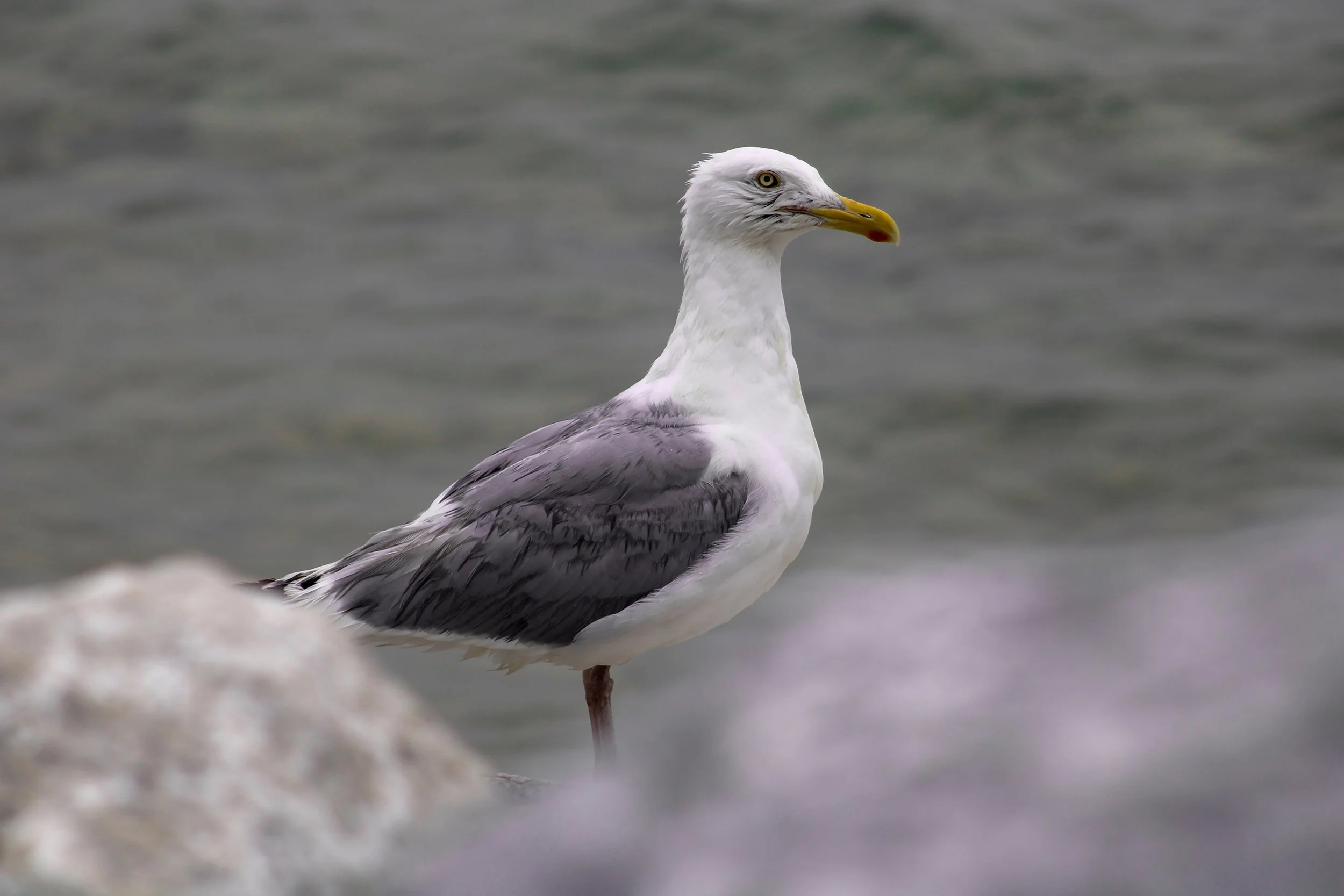 seagull.jpg