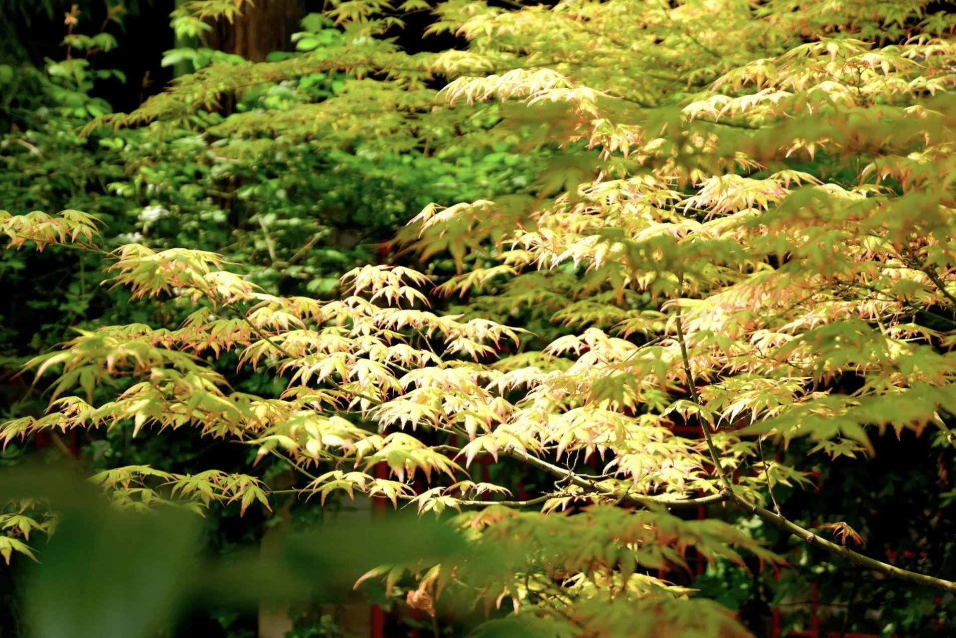 Finding Harmony on a Faith Journey