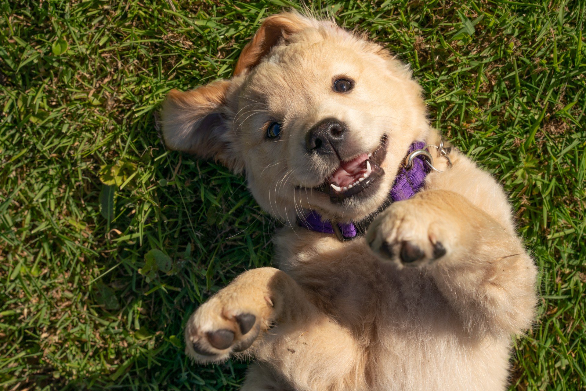 Cute golden retriever puppy with floppy ears resting on wooden bench, wearing yellow collar, looking at camera.