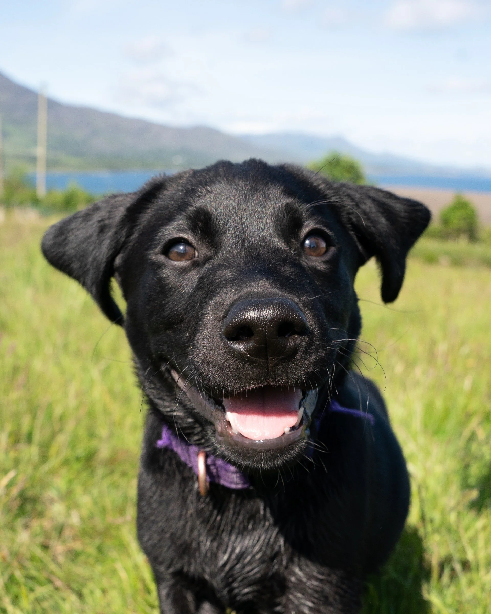 A person in a purple shirt holding a black Labrador puppy with floppy ears and shiny eyes.