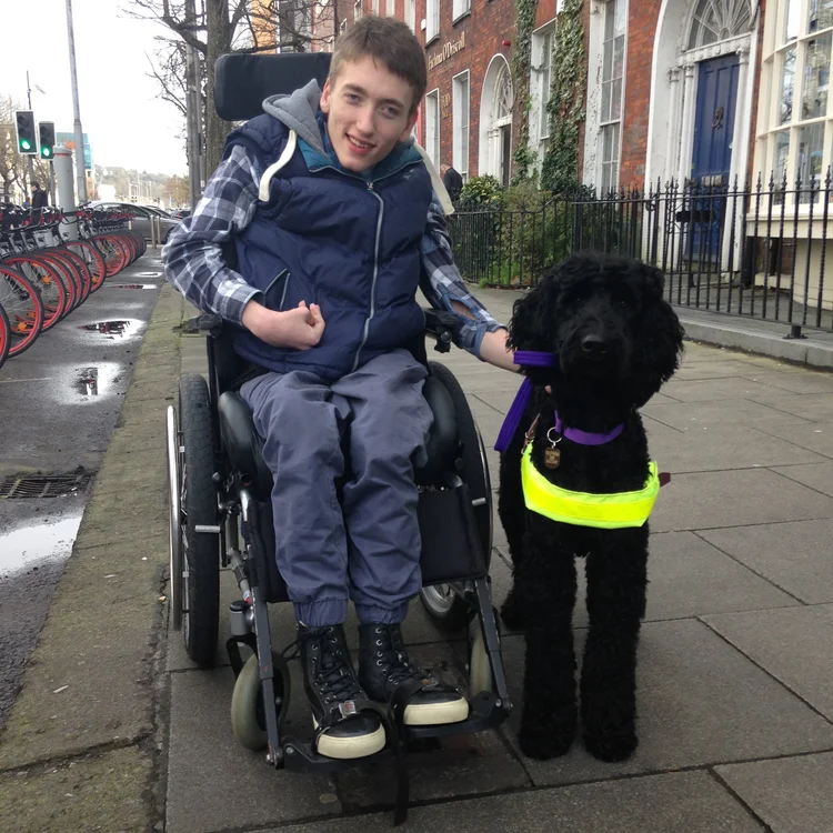 Apply — Irish Dogs for The Disabled