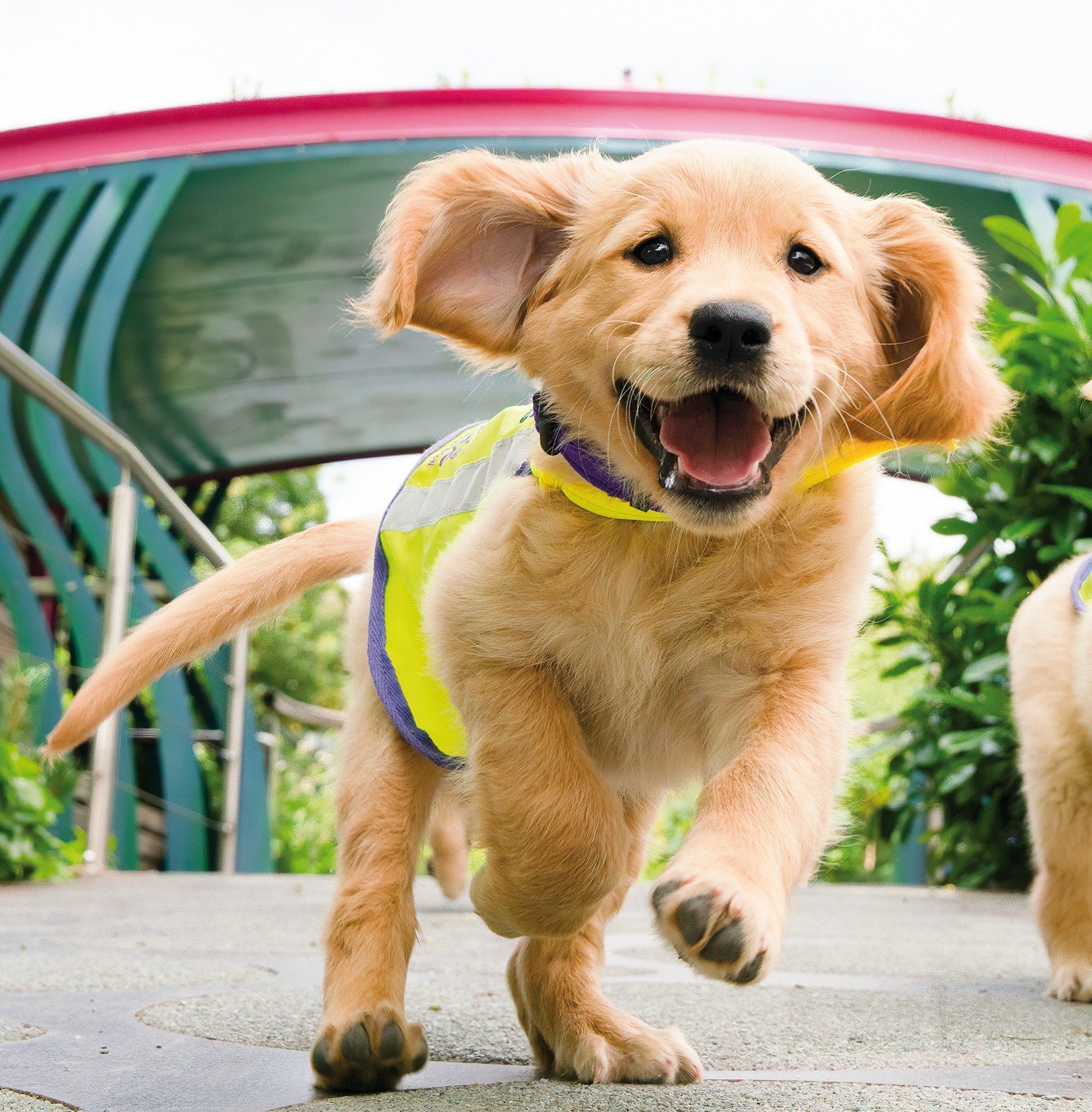 Toys & Treats for our puppies and dogs in training.