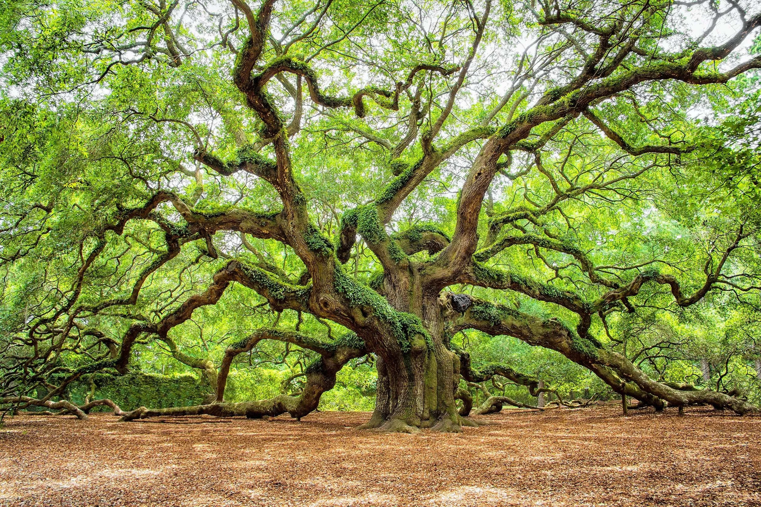 The British Oak Tree: A Celebration of Wildlife, Folklore and Timeless Beauty