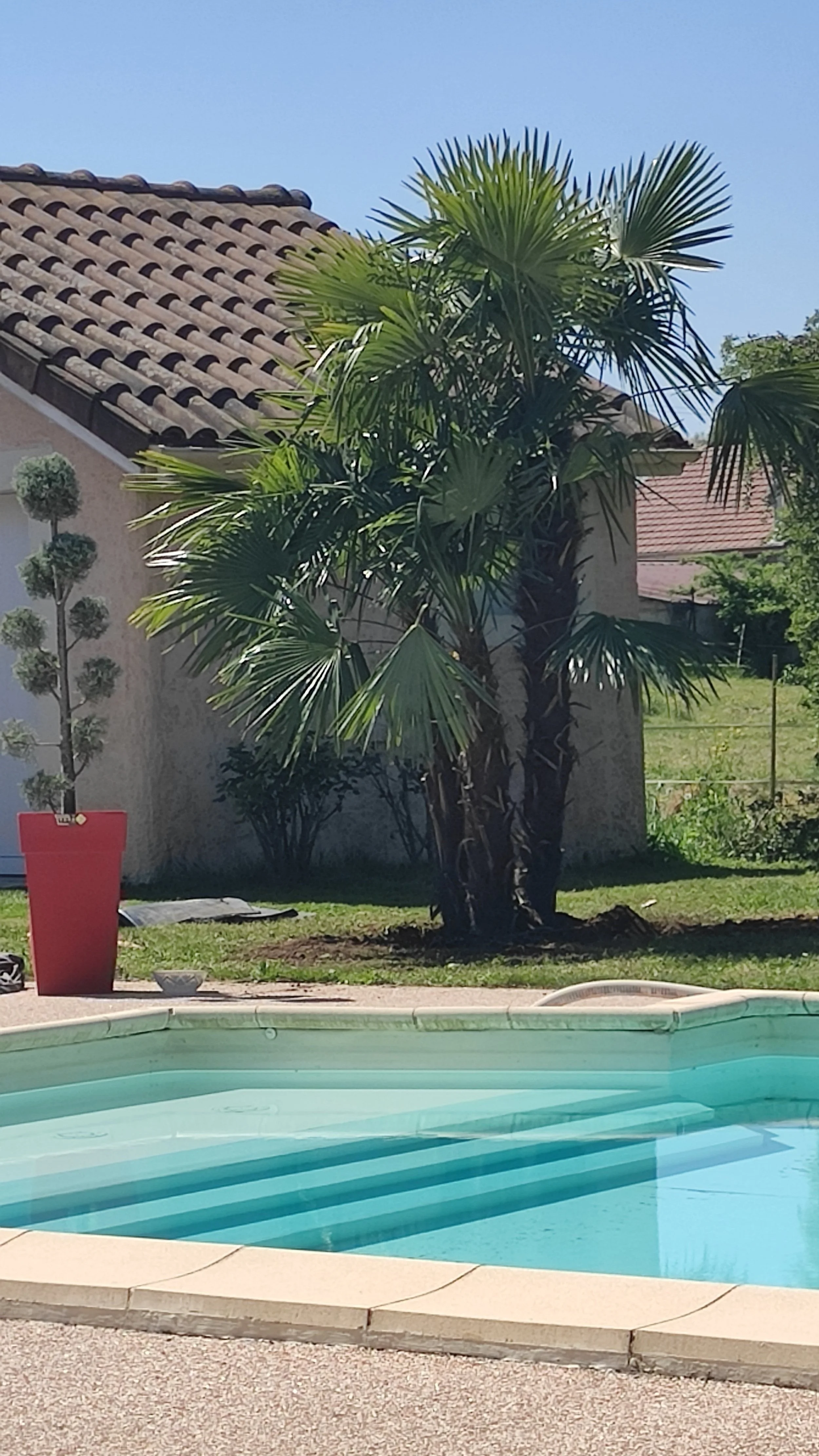 Plantation palmier.jpg