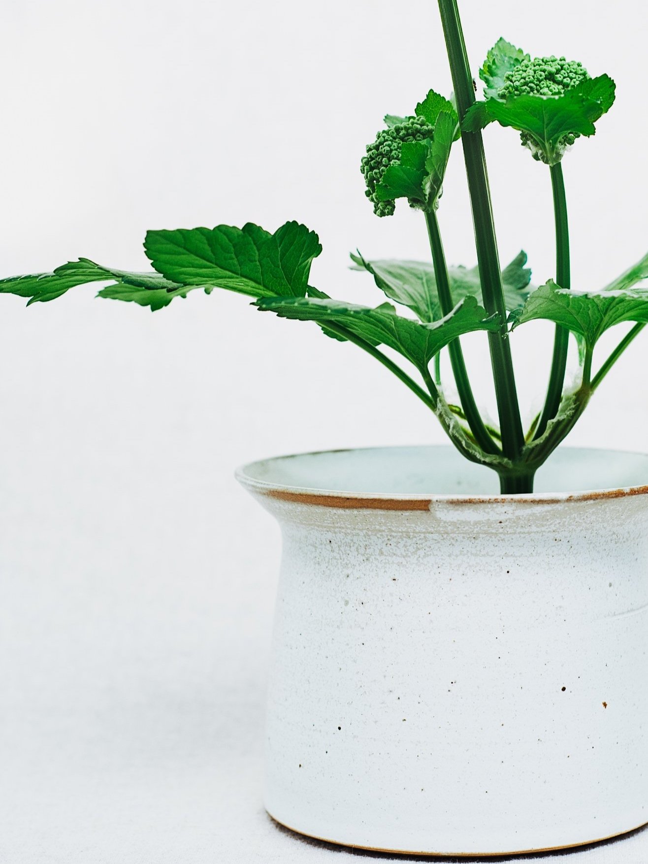 White+Container+-4.jpg