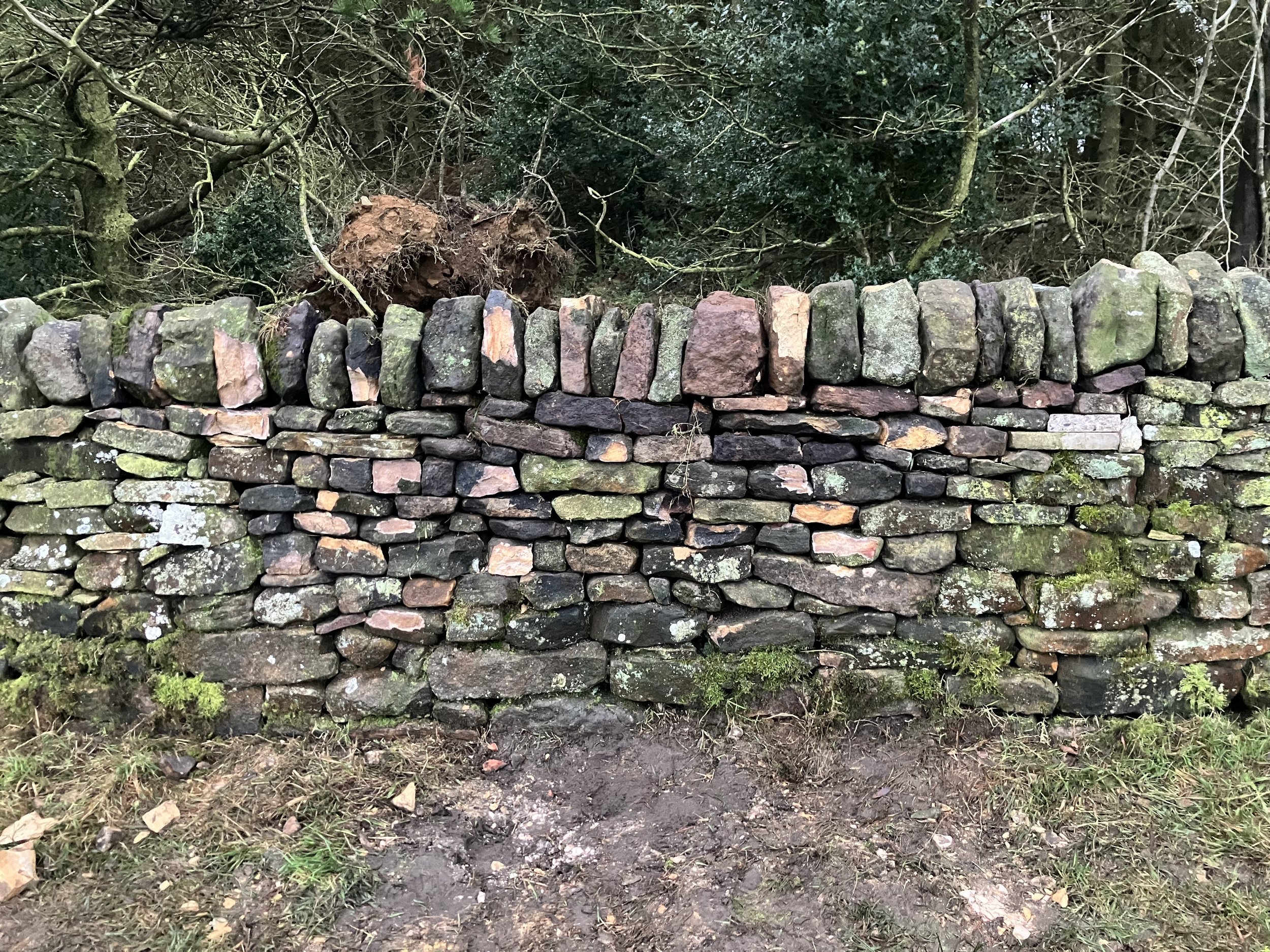 A stone wall with moss and lichen, surrounded by trees and bushes, with a fallen tree or large root in the background.