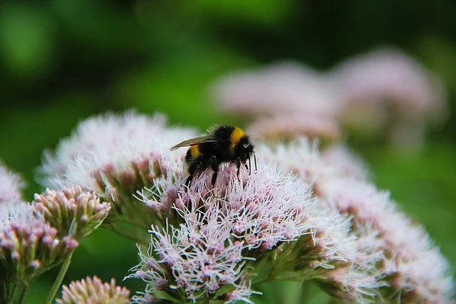Pixabay - bumblebee on hemp agrimony.jpg