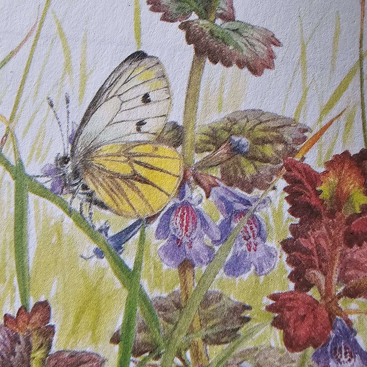 Something about older books with nature illustrations just hits differently...a feeling I felt even as a child in 80s' Beacon Heath reading my sister's old copies of Watership Down and A Black Fox Running.

Mum spotted this treasure of a book in a ch