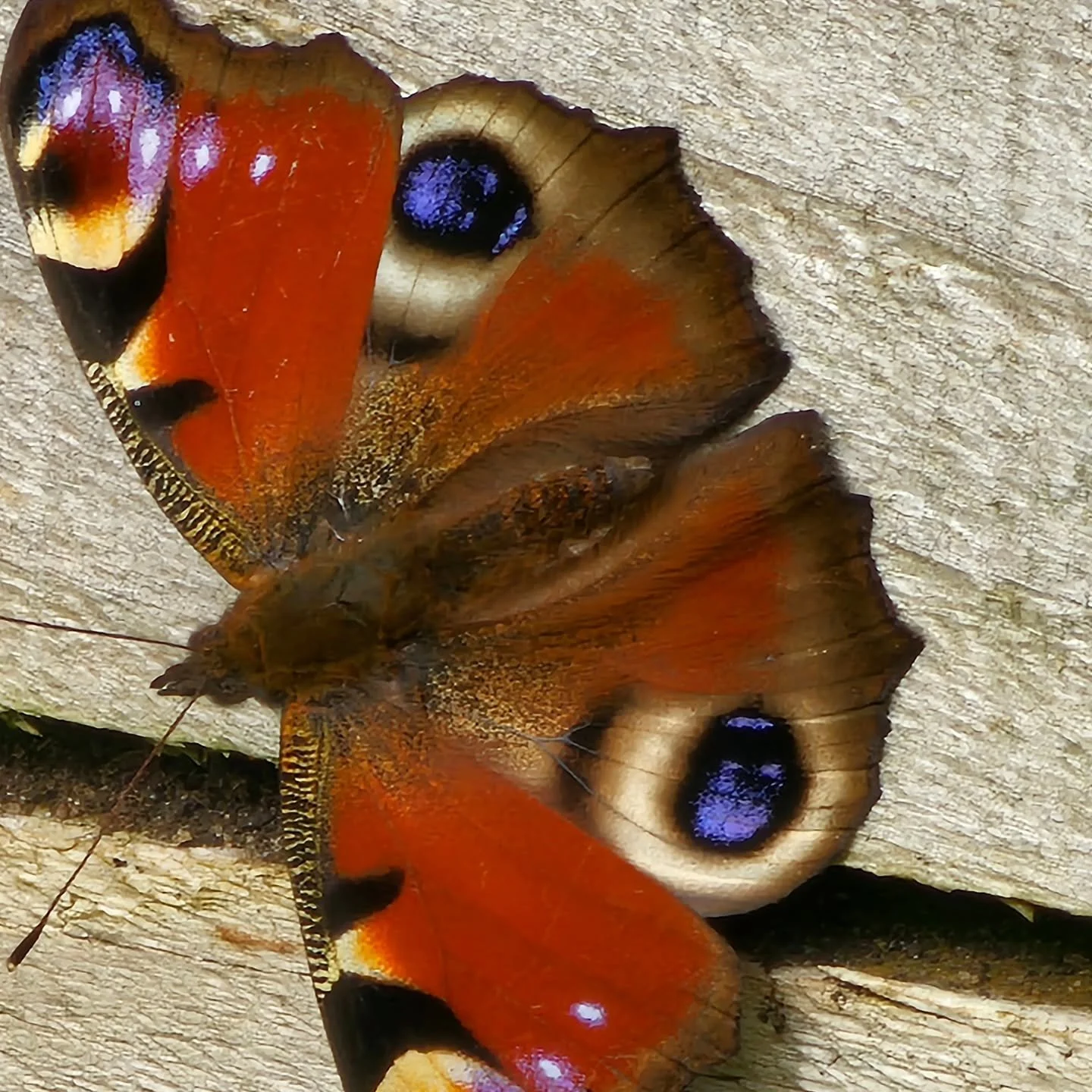 This dazzler nveiled itself today in the @zeromilegardens @theatrealibi garden. 🦚

Peacock and small tortoiseshell butterflies are due to emerge this month after overwintering but it was still an unexpected surprise to see this beauty basking in the