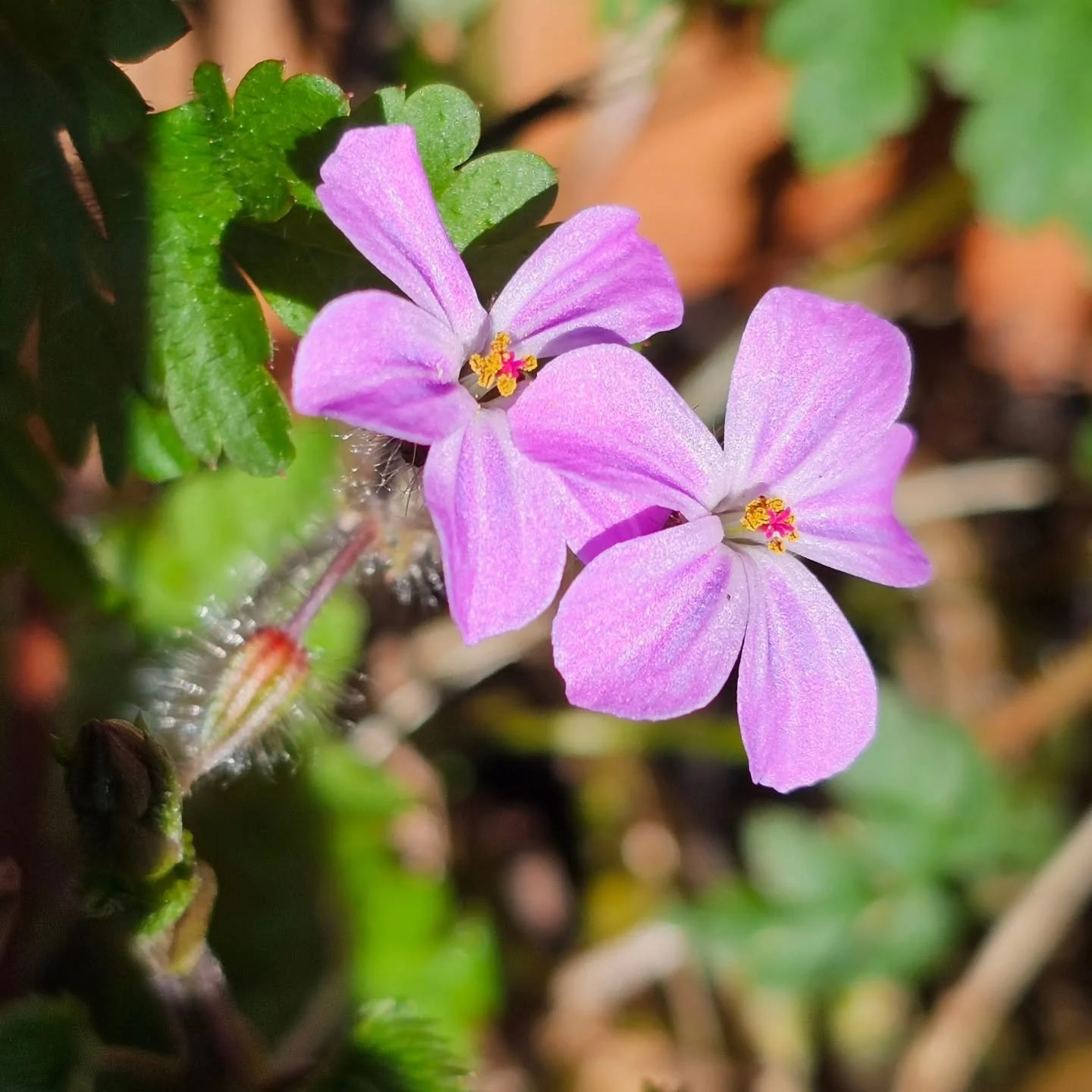 Are you lucky to have Herb Robert popping up in your garden?

'Stinking Bob' seems an unfair nickname for such a delicately pretty perennial but those stems do have an 'interesting' fragrance.

This native cranesbill decides where it grows: often hel