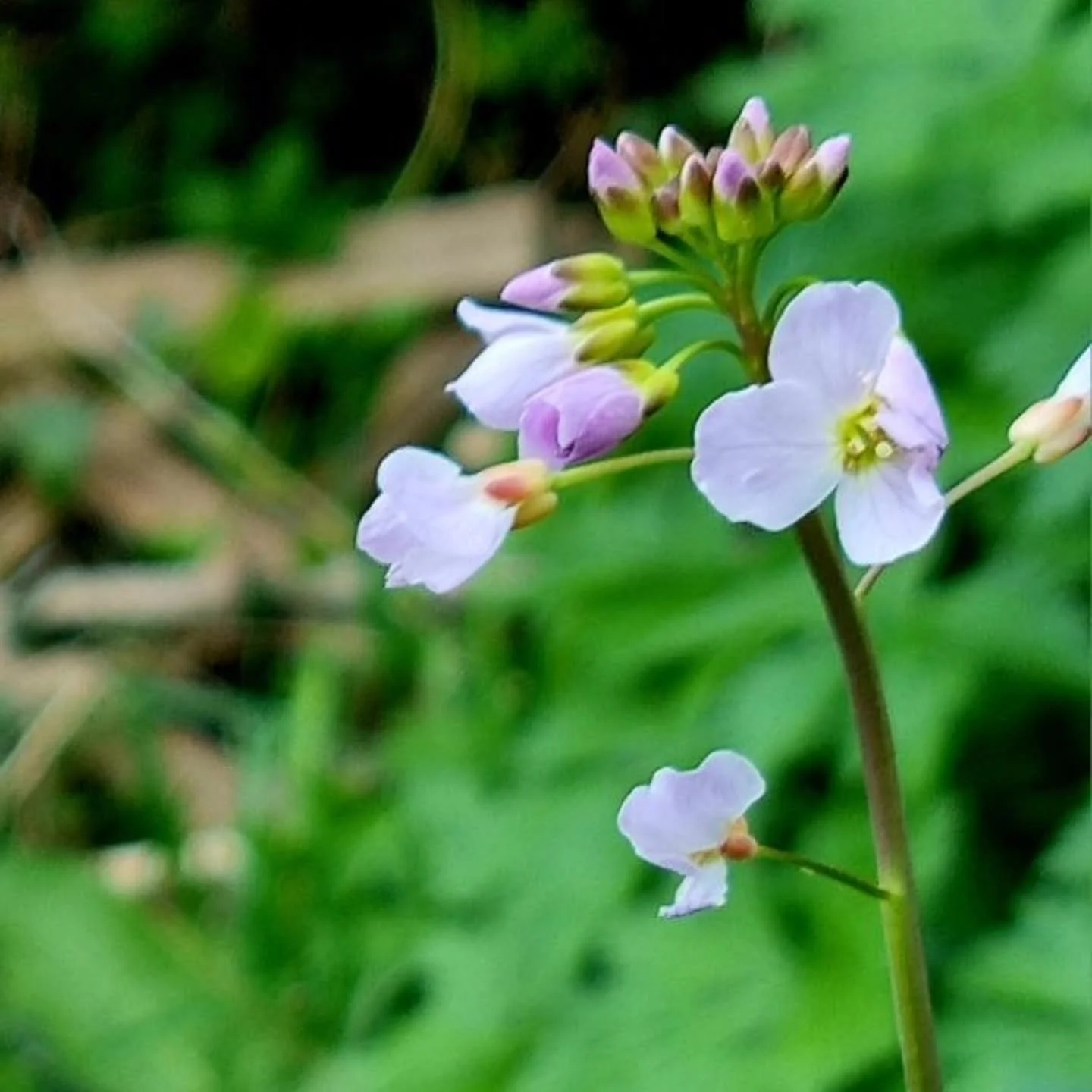 How magic is this? Lady's smock (Cardamine pratensis) from my little nursery, now flowering in a local allotment. 😍 ✨

Thank you Sandy @morequietly, for sharing these beautiful pics!

Lady's smock / cuckoo flower was one of my inspirations to start 