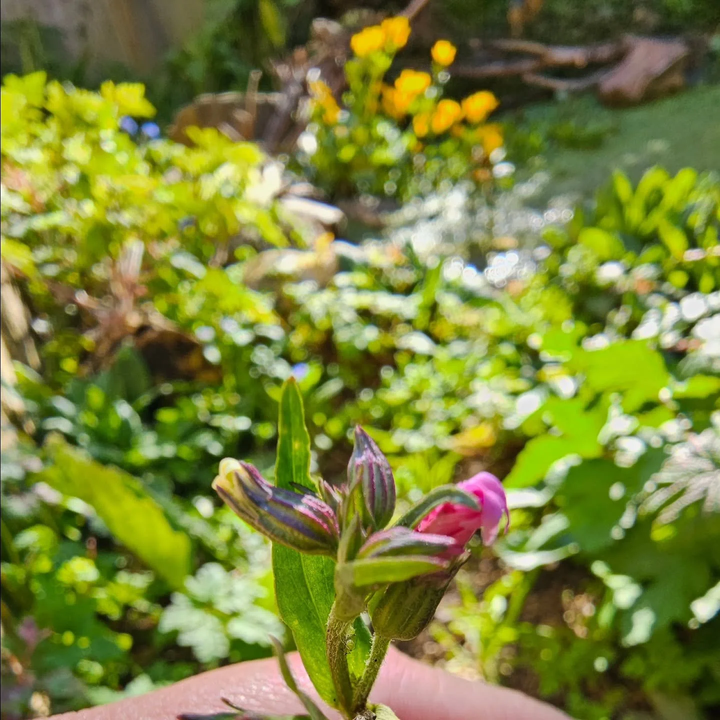 Ragged robin getting ready to pop near the pond.

Birdsfoot trefoil ('BFT' in my little nursery 🙂) unfurling its 'love entangled' foliage.

Daisy, daisy holding the answer.

Crab apple blushing blossom buds.

Dandy, dandy.

#wildflowersinthegarden #