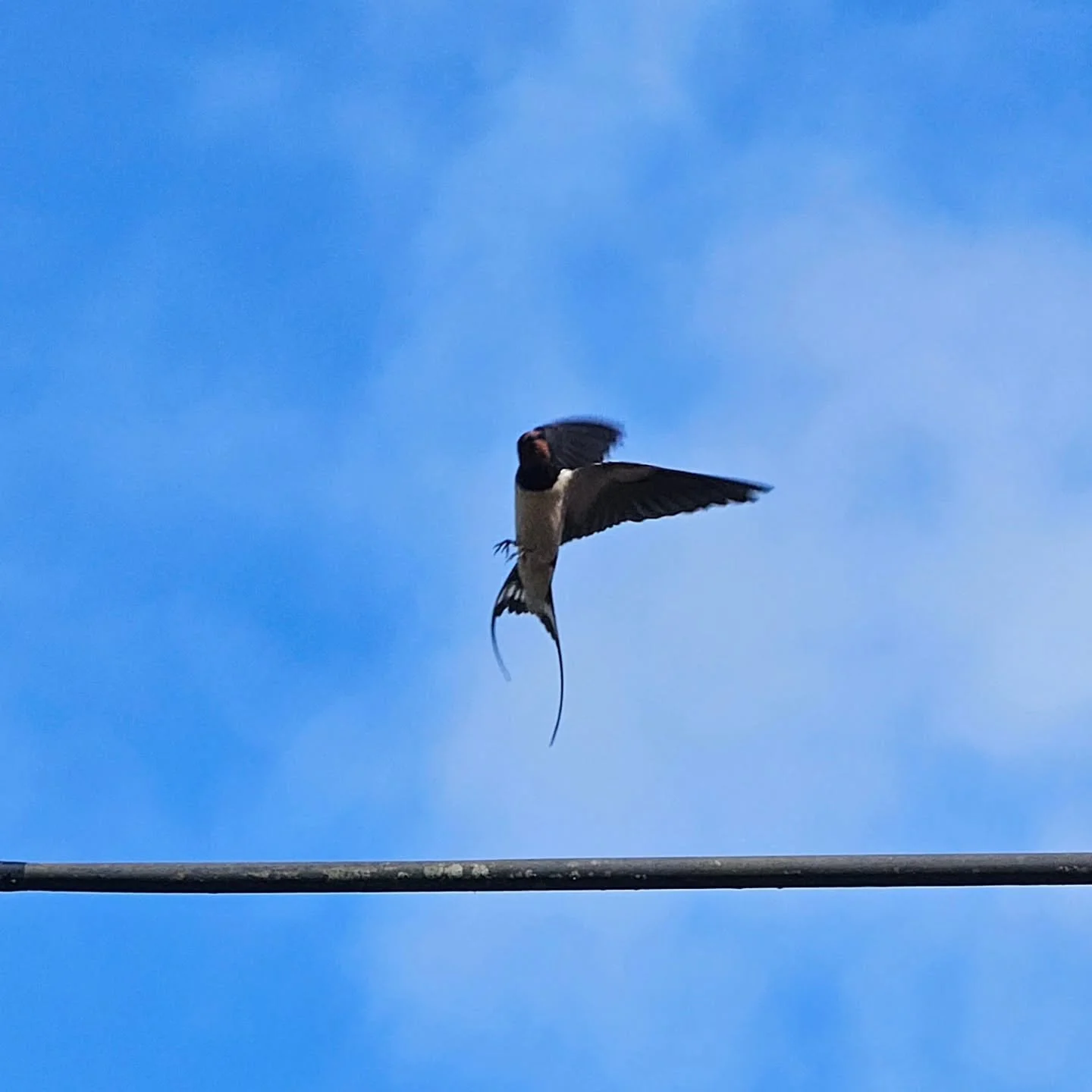 Helping out with @organicarts garden session today at @westtownfarm, and saw that the swallows are back at the farm for 2026: always a reasurring sight! 💙 

#devon #organicgardening #pesticidefree #regenerativefarm