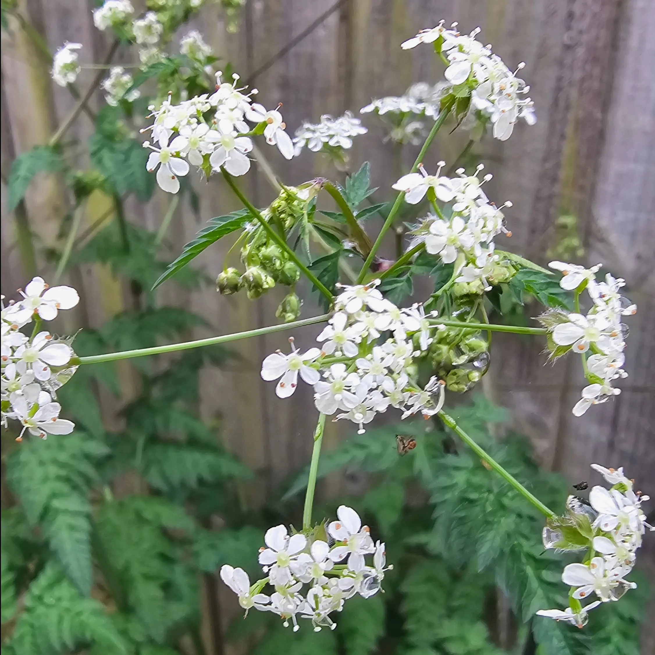Cow parsley is (finally!) flowering in the garden. Patience can be key with wildflowers and it's taken two years for this perennial unbellifer to find its frothy feet.

I'm so happy to see its lacey crowns adding a bit of elegance to the north-facing