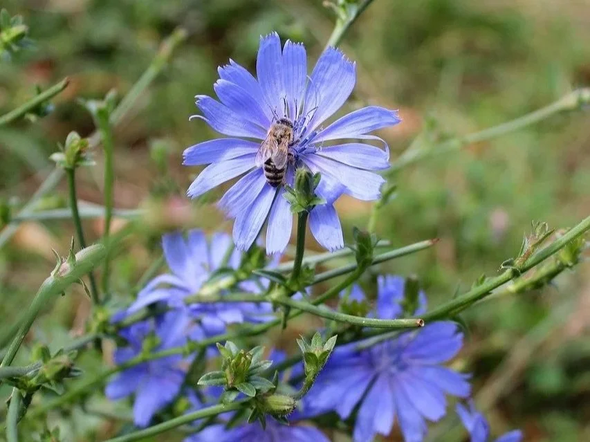 Chicory flower and insect