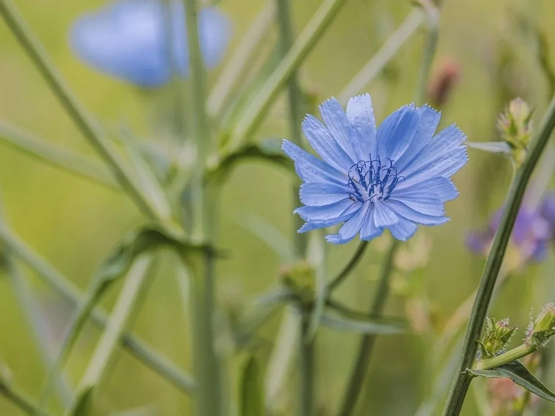 Chicory flower