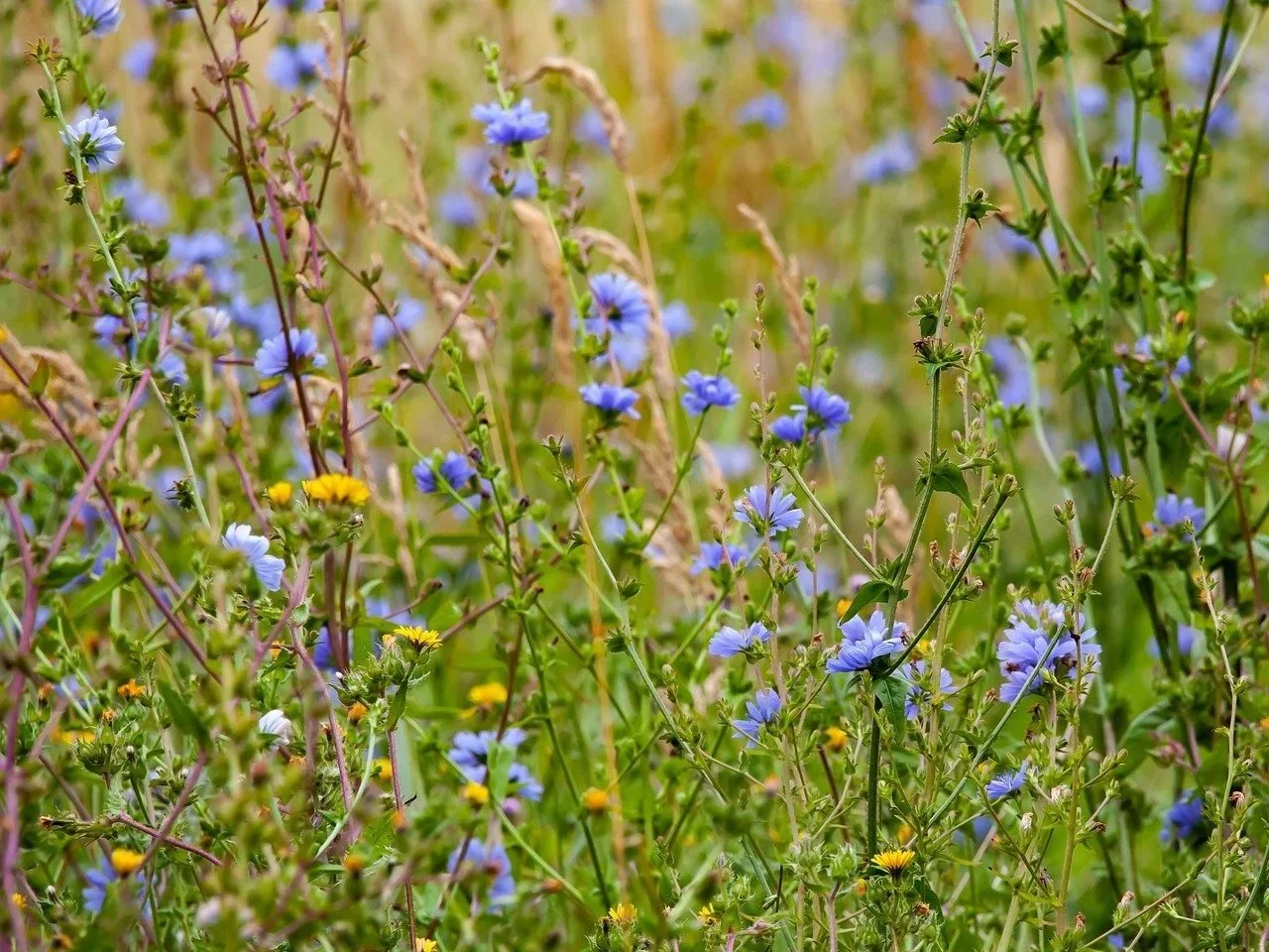 Chicory flowers in grassland