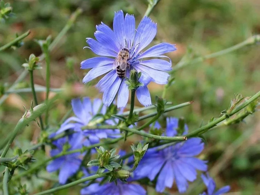 Chicory