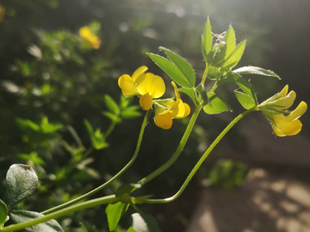 Birdsfoot trefoil