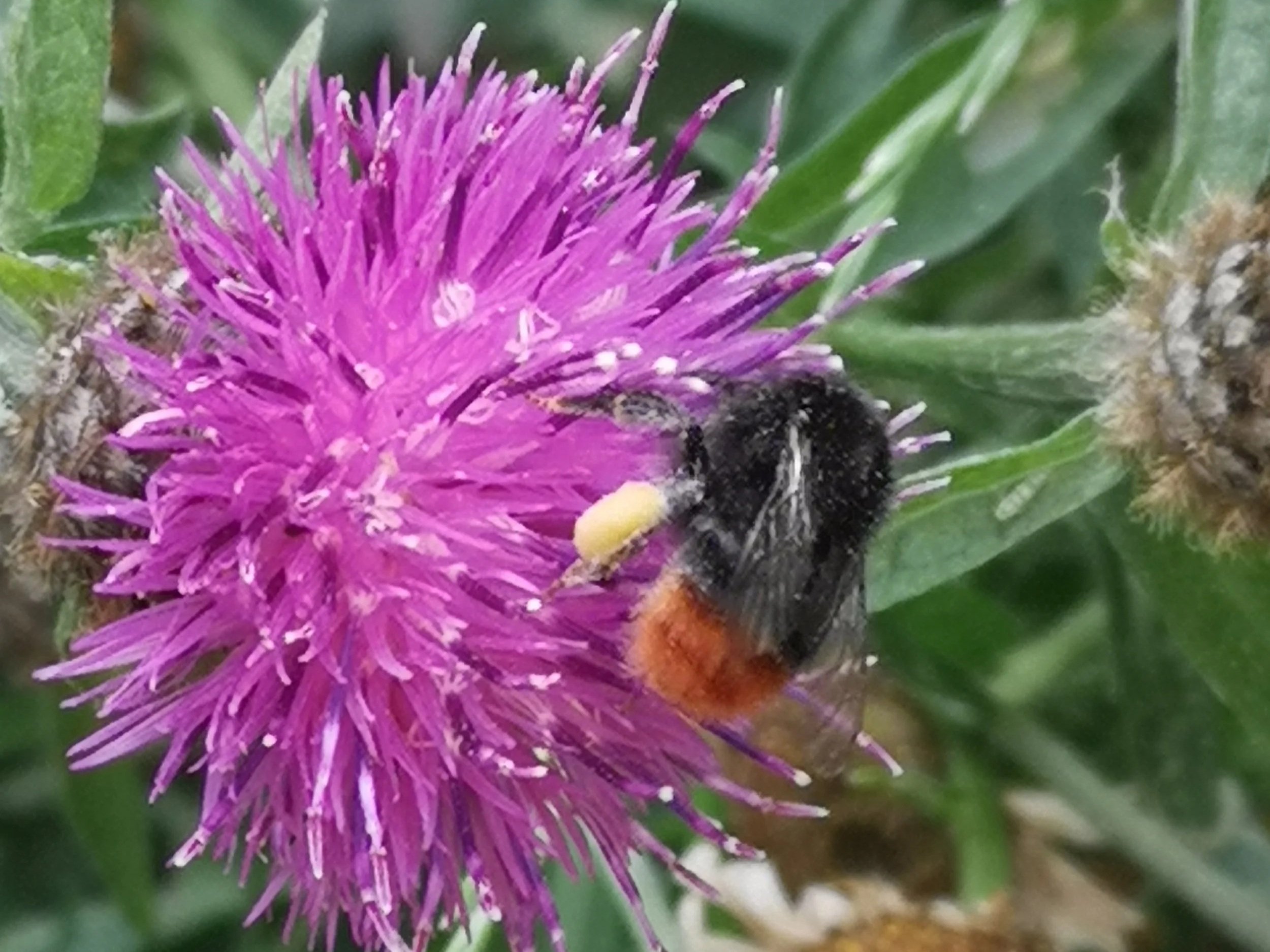 Knapweed, female red-tailed bumblebee